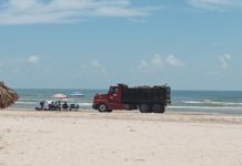 Se han recogido más de 1600 metros cúbicos de palizada y lirio de la playa