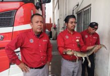 Capturan cría de cocodrilo en vivienda de Madero