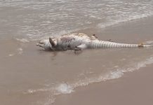 Cocodrilo muerto en Miramar causa temor y expectación