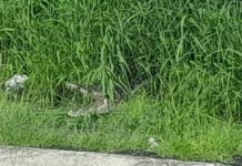 Cocodrilo a punto de morder a un agente de tránsito en el corredor urbano