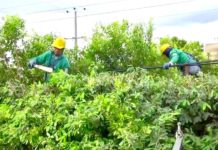 Instan realizar mantenimiento en árboles para evitar obstrucción en redes eléctricas