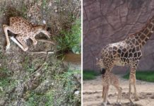 Nace jirafa en el zoológico Tamatán