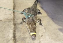 Seis cocodrilos han capturado en los últimos días en Tampico