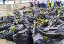 Casi 100 toneladas de lirio retiraran del río Pánuco