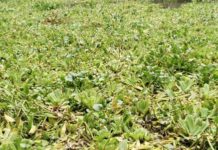 Para producir gas y material de construcción podría servir lirio acuático