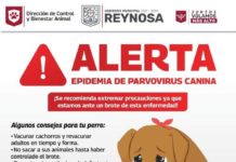 Alerta Gobierno de Reynosa por parvovirus canino
