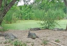Fortalecen capacitación para manejo de cocodrilos