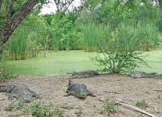 Fortalecen capacitación para manejo de cocodrilos