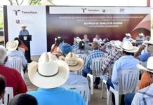 Impulsa Tamaulipas siembra de sorgo y maíz con la entrega de semilla de calidad