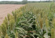 “UEPAP mantiene su compromiso con los productores”: Un movimiento por el campo mexicano.