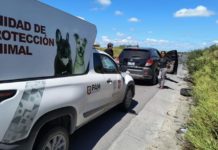 Lograron ciudadana compasiva y Gobierno de Carlos Peña Ortiz rescate de animal de compañía