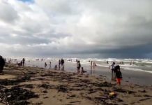 Más de 5 mil toneladas de palizada y lirio se han retirado de Miramar