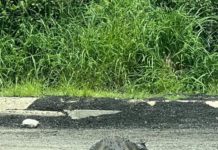Son 6 los cocodrilos que se han visto en la playa: PC.