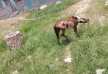 Protección Animal ha asegurado 15 caballos de carretoneros por maltrato