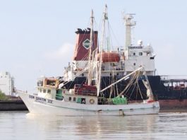 A un mes de que inicie la veda del camarón