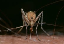 Hasta un 10 % han incrementado los casos de dengue en Tampico y Madero por las lluvias