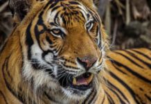 Trasladarán al Zoológico Tamatán al tigre localizado en Reynosa