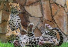 Canalizará Comisión de Parques cachorros de jaguar donados a la Biósfera El Cielo
