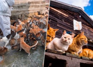 Japón no sabía qué hacer con la invasión de gatos salvajes de esta isla turística. Castrarlos en masa no fue la mejor idea