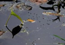 Reportan 235 casos de dengue en lo que va del año en Tampico y Ciudad Madero