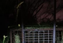 Operativo exitoso del Gobierno de Reynosa captura tigre en área ejidal