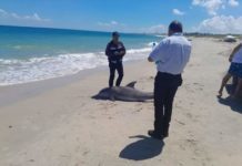 Delfín encontrado en Playa Miramar falleció por causas naturales