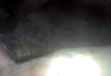 Tigre ataca a marranos ciudadanos temen por sus vidas