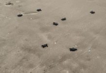 Cerró temporada de tortuga lora con 150 mil crías liberadas al mar