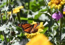 Invertirá Tamaulipas en la protección del hábitat de la mariposa monarca: CPBT