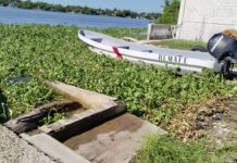 Planean la tercera y cuarta jornada de limpieza para quitar lirio acuático de río Pánuco