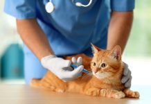 Realizarán la Jornada Nacional de Reforzamiento de la Vacunación Antirrábica canina y felina 2024