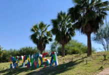 Mejora siembra de agave imagen urbana de Reynosa