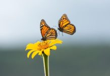 Invita Comisión de Parques al Festival de la Mariposa Monarca en Gómez Farías