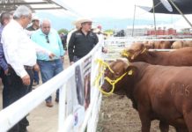 Fortalecen sector ganadero con evento de mejoramiento genético