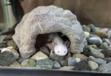 Concentra 94 especies el Zoológico Tamatán