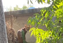 Atrapa y protege a Lince Gobierno de Reynosa