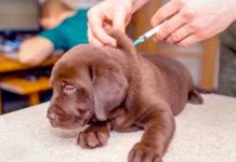 Refuerzan campaña de vacunación para felinos y caninos