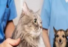 Ofrecen consulta veterinaria básica en Proyecto Patitas Unidas