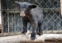 Atiende Comisión de Parques reportes de avistamientos de fauna silvestre