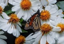 Analizarán estrategias en pro de la mariposa monarca en el Museo Tamux