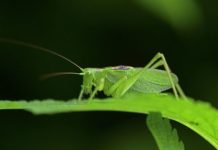 Invitan a sábados de “Amigos de Vuelo”, en el planetario “Dr. Ramiro Iglesias Leal”
