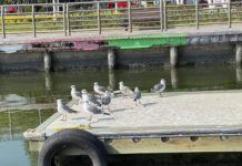 Inicia taller de observación y avistamiento de aves