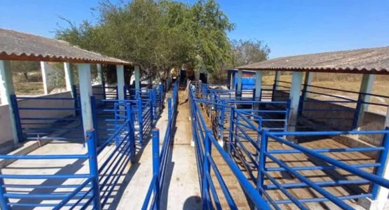 Realizan limpieza general en instalaciones del Rastro Municipal de San Fernando 