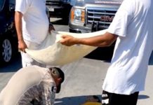 Atropellan a peatón en concurrida vialidad de sector popular