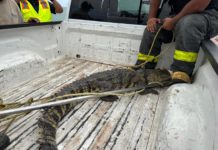 Sorprende cocodrilo de más de dos metros en Playa Miramar; es capturado por bomberos