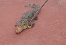 Preocupación en Ciudad Madero por la presencia de cocodrilos en playa Miramar