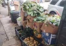 Aproximadamente 200 toneladas de material orgánico recolecta el municipio de Tampico