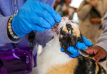Alcalde y ciudadanos por una Reynosa Imparable a favor de la vida animal