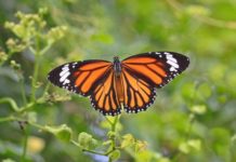 Tamaulipas clave para conservación de ecosistemas y mariposa monarca