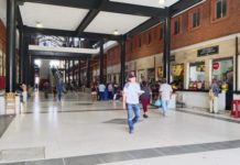 Mapaches deambulan en el mercado de Tampico, locatarios esperan pronto control